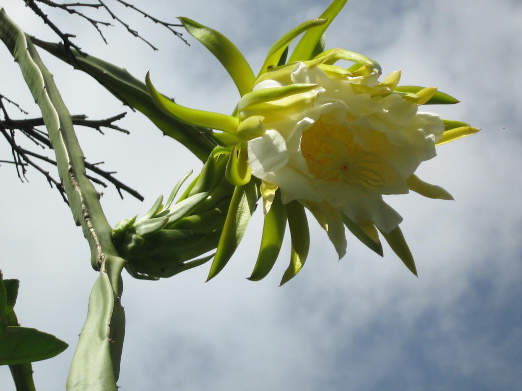 Posada El Jardin Ticul Exteriér fotografie
